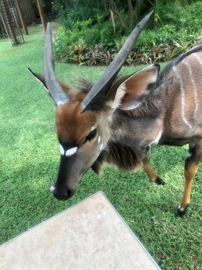 Jock Of The Bushveld Barberton Exterior foto