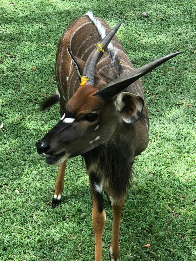 Jock Of The Bushveld Barberton Exterior foto